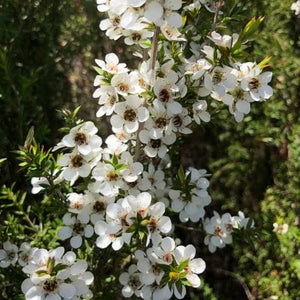100% Mono Floral Honey