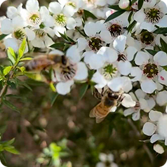 What is Genuine Monofloral Manuka Honey?