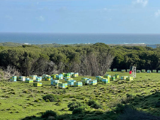 King Island Pure Manuka Honey Bee Hives